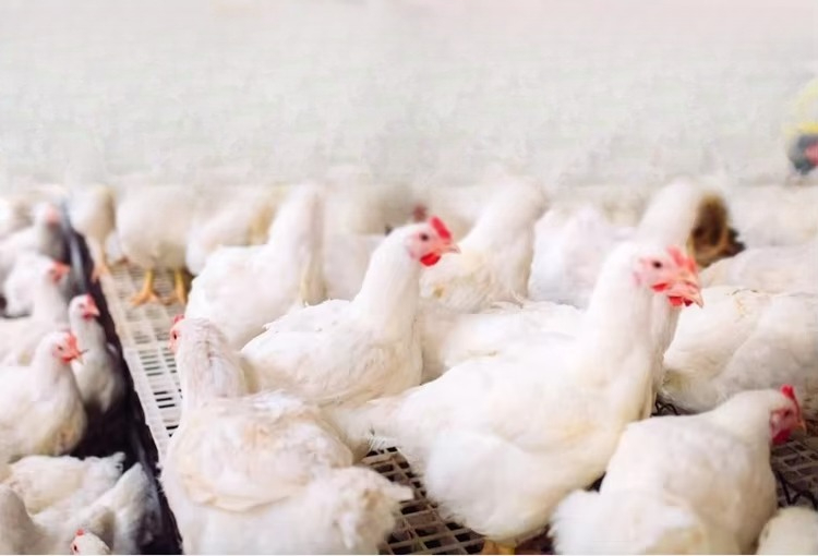 Portable 12000kcal/h Poultry B - Farming System & Sustainable Agriculture reseña y precio